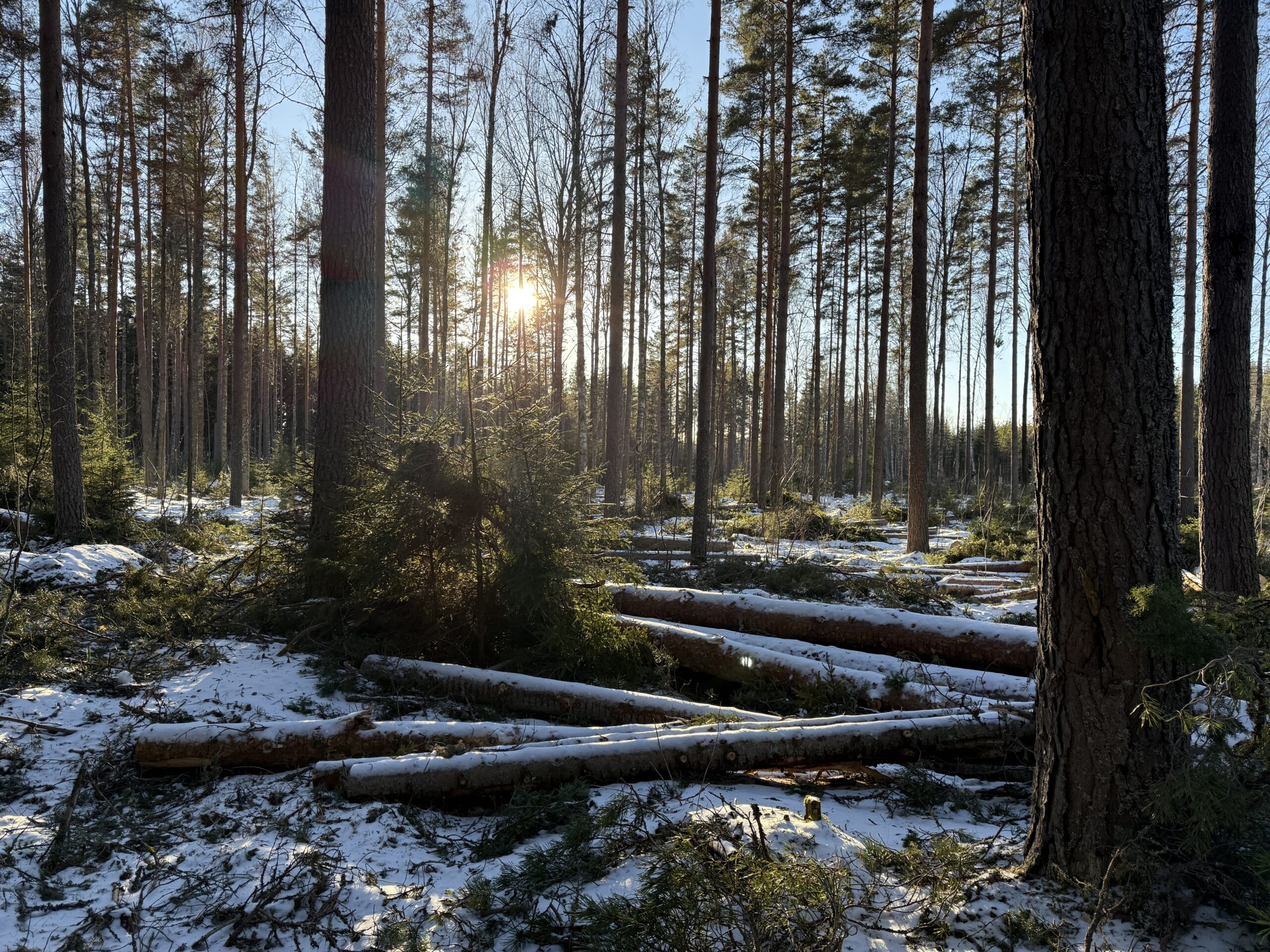 Levande skog, levande samhälle